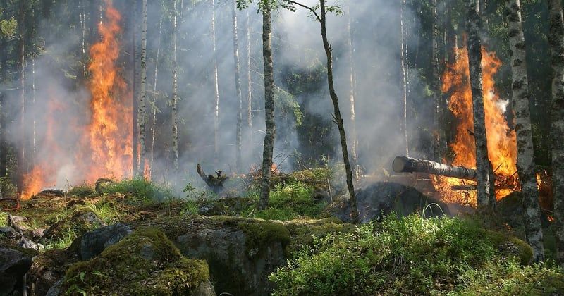 Survie en forêt sans allume-feu : 7 méthodes ancestrales qui marchent