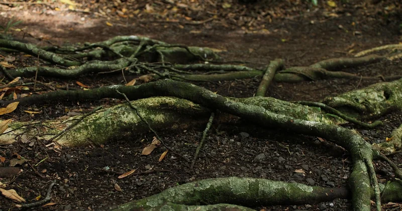 Pourquoi la forêt atlantique est un terrain à part (et pas juste "une forêt")